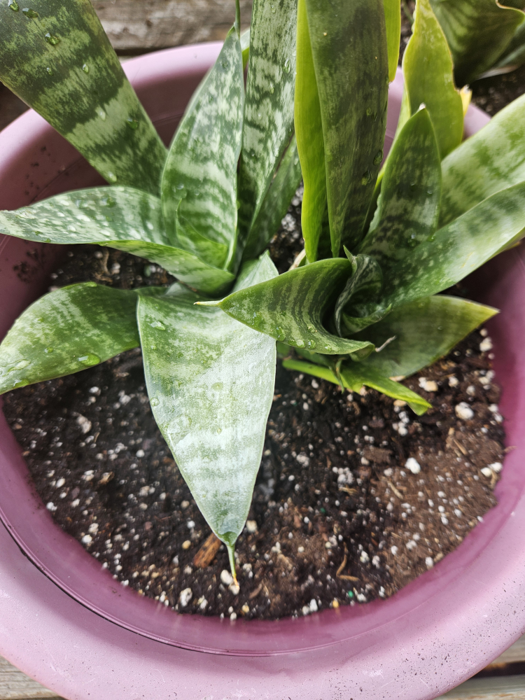 Snake Plant