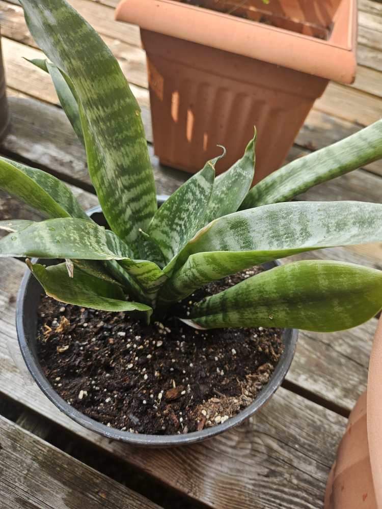 Snake Plant - photo 2