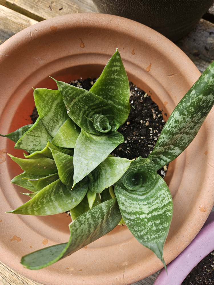 Snake Plant - photo 3