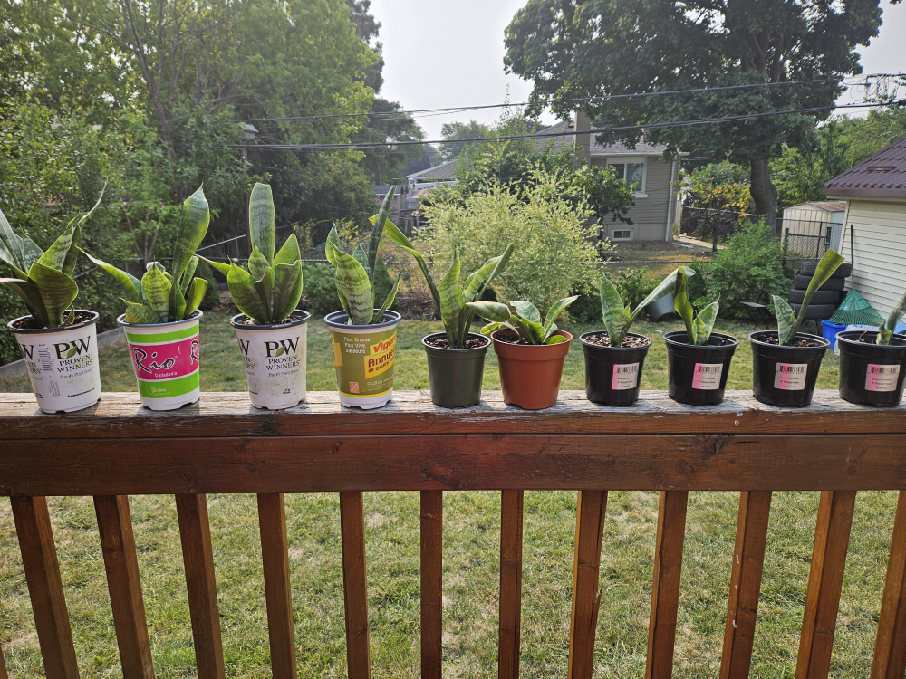 Snake Plant - photo 4