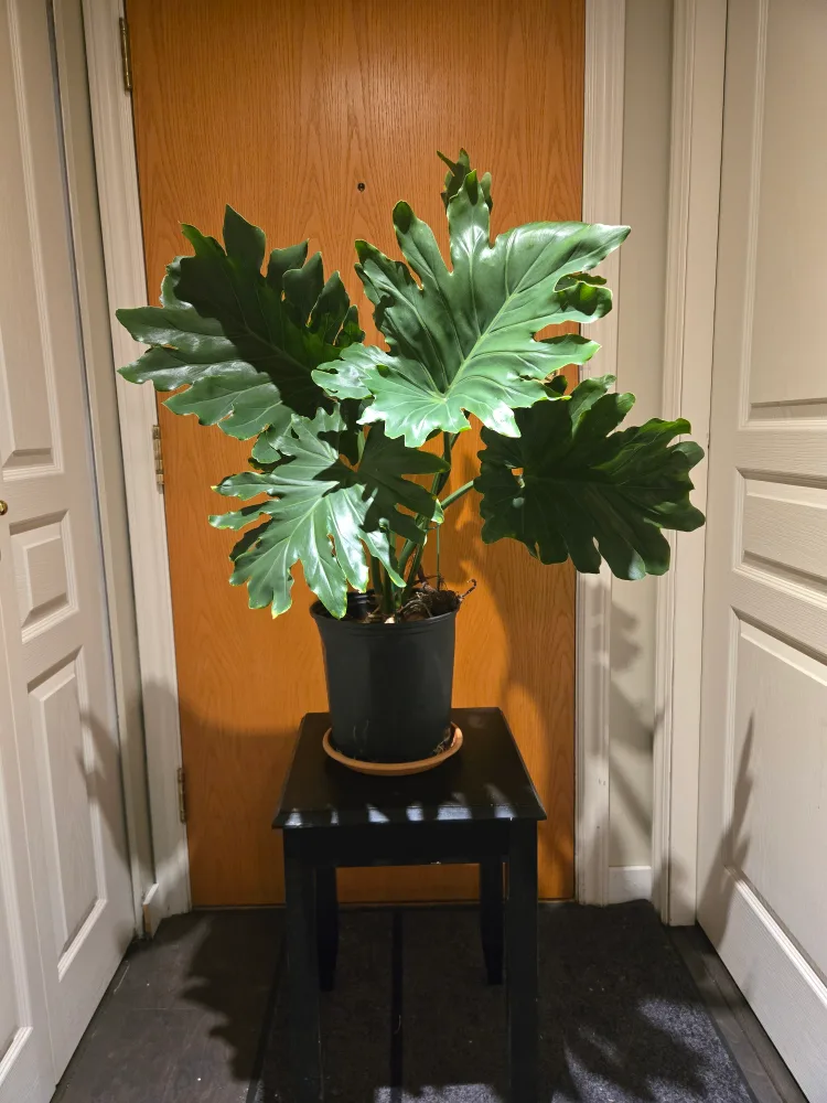 Healthy Split-Leaf Philodendron Plant thumbnail