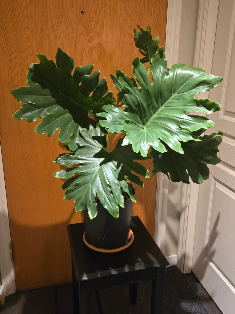 Healthy Split-Leaf Philodendron Plant image indicator(2)