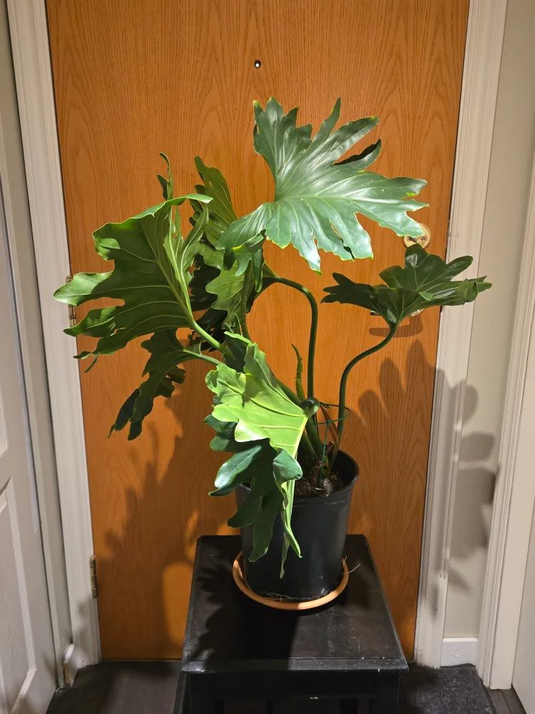Healthy Split-Leaf Philodendron Plant image indicator(3)