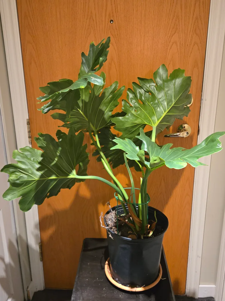 Healthy Split-Leaf Philodendron Plant image indicator(4)