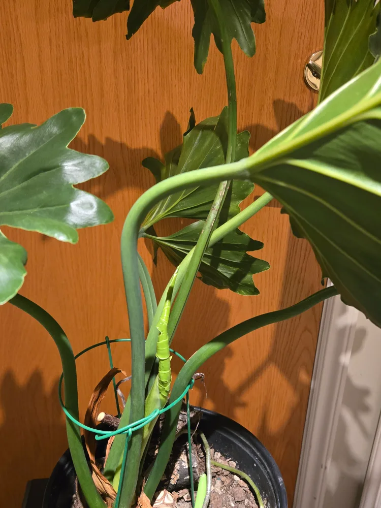 Healthy Split-Leaf Philodendron Plant image indicator(5)