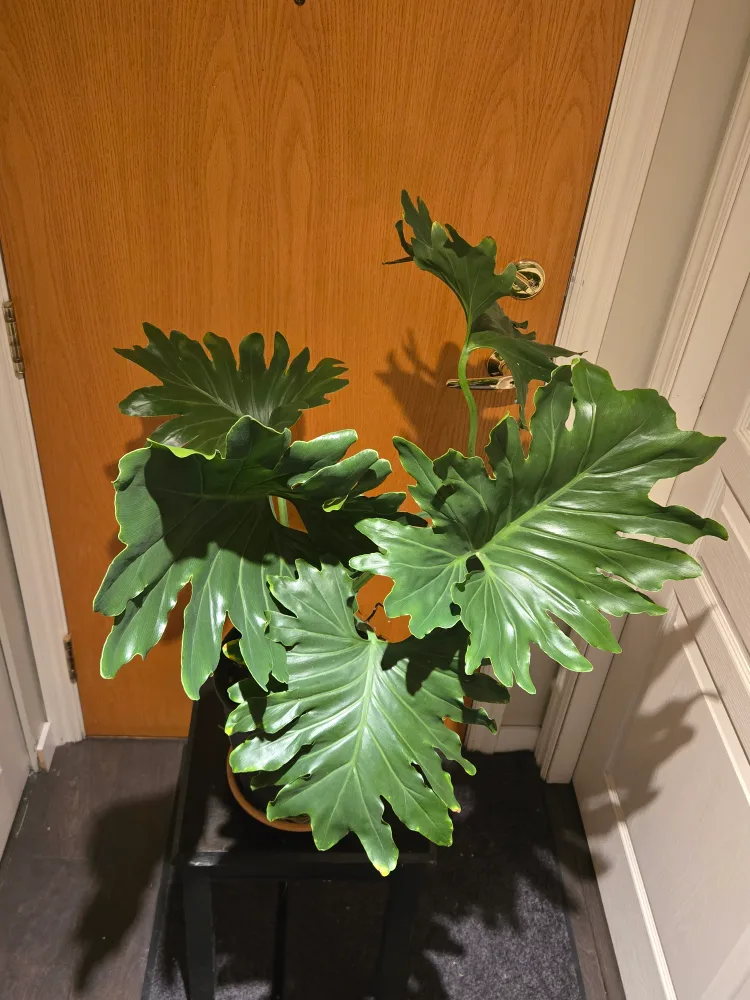 Healthy Split-Leaf Philodendron Plant image indicator(6)
