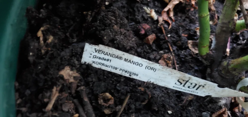 Veranda Mango image indicator(5)