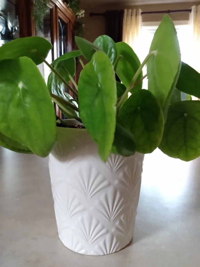Live Healthy Pilea peperomioides House Plant / White Ceramic Pot thumbnail