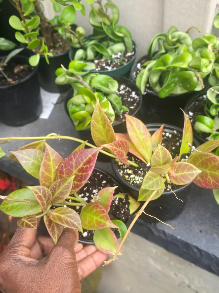 Hoya  sunrise image indicator(2)