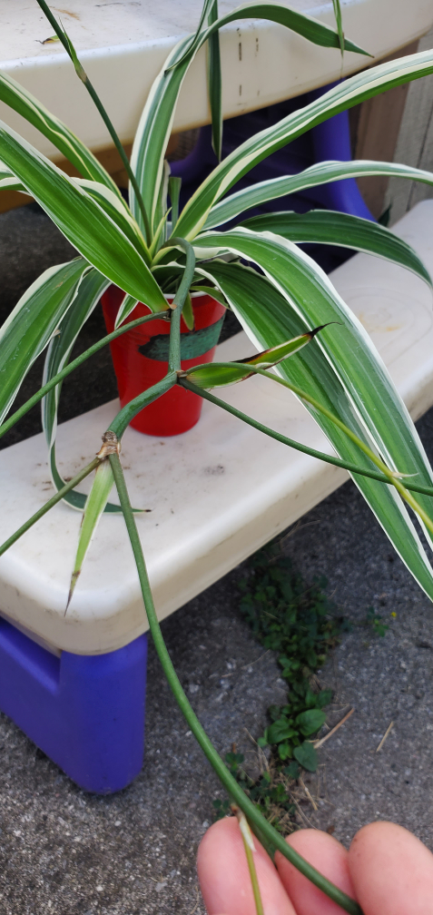 Spider Plant - photo 3