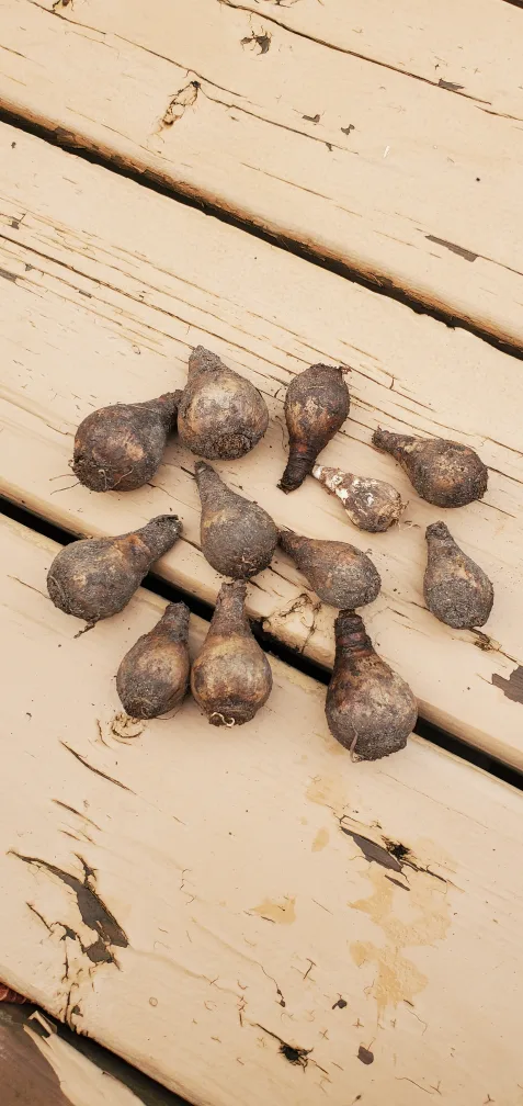 Daffodil Bulbs image indicator(2)