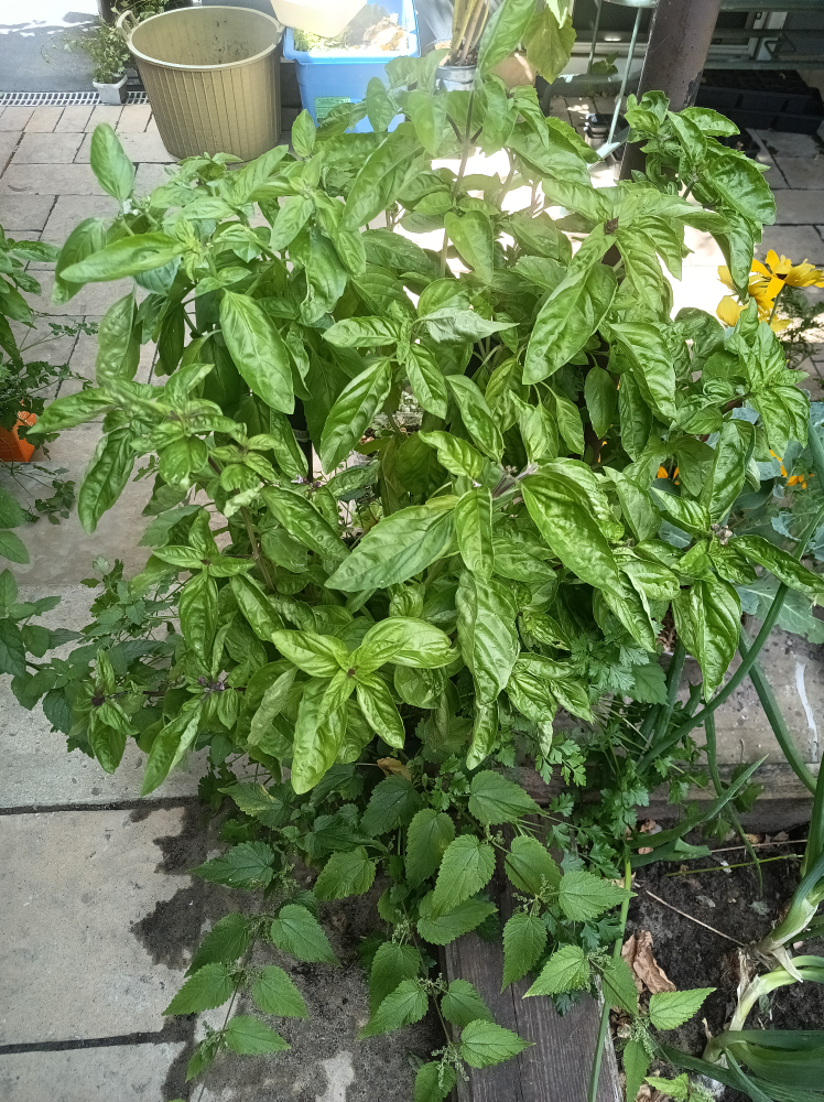 mature basil pot - photo 2