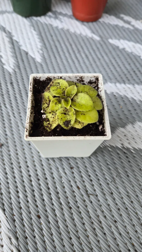 Violet Plant thumbnail
