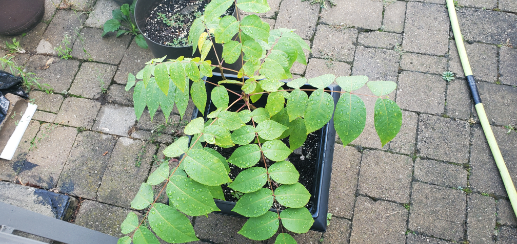 Black Walnut Tree