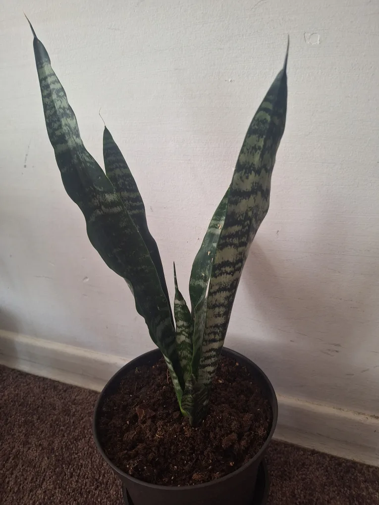 Snake Plant in Black Pot image indicator(2)