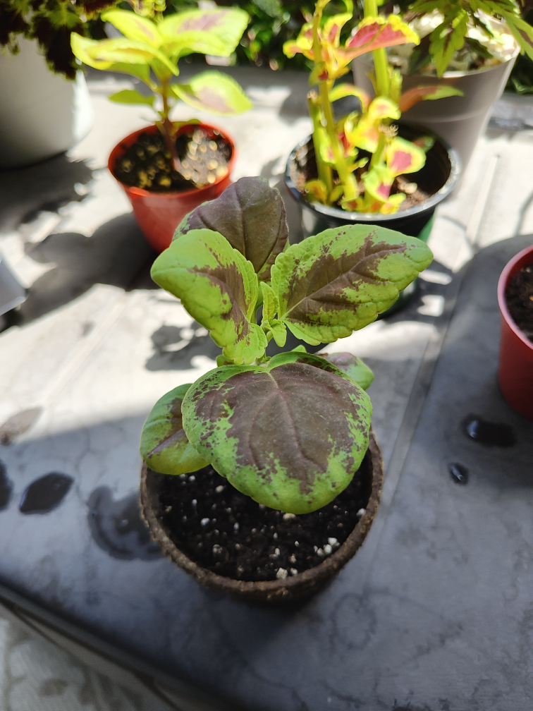 Coleus Seedlings