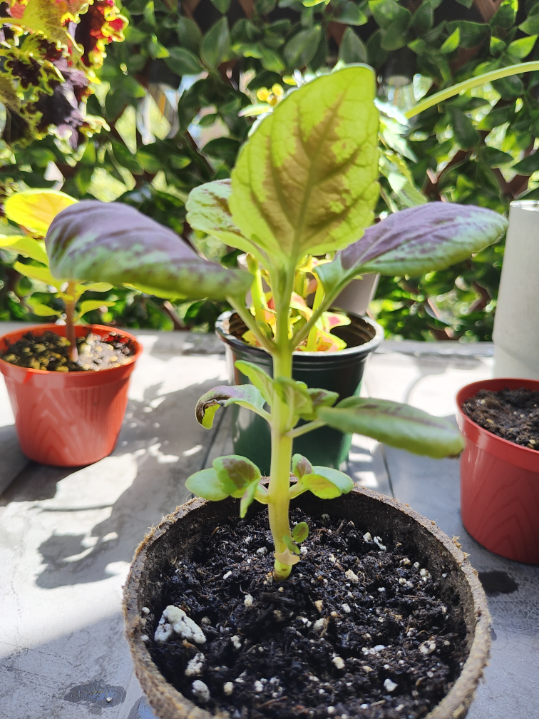 Coleus Seedlings - photo 2