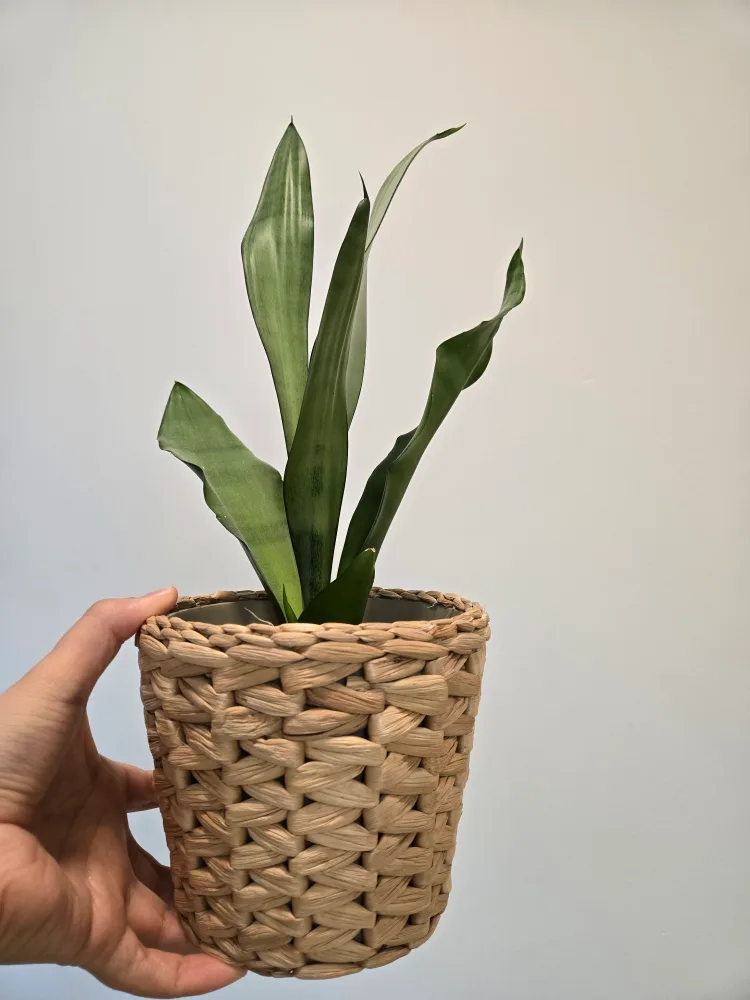 Snake Plant in Woven Pot thumbnail
