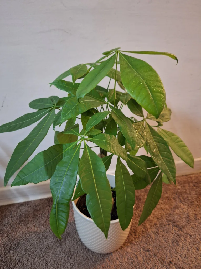 Money Tree in White Pot image indicator(4)