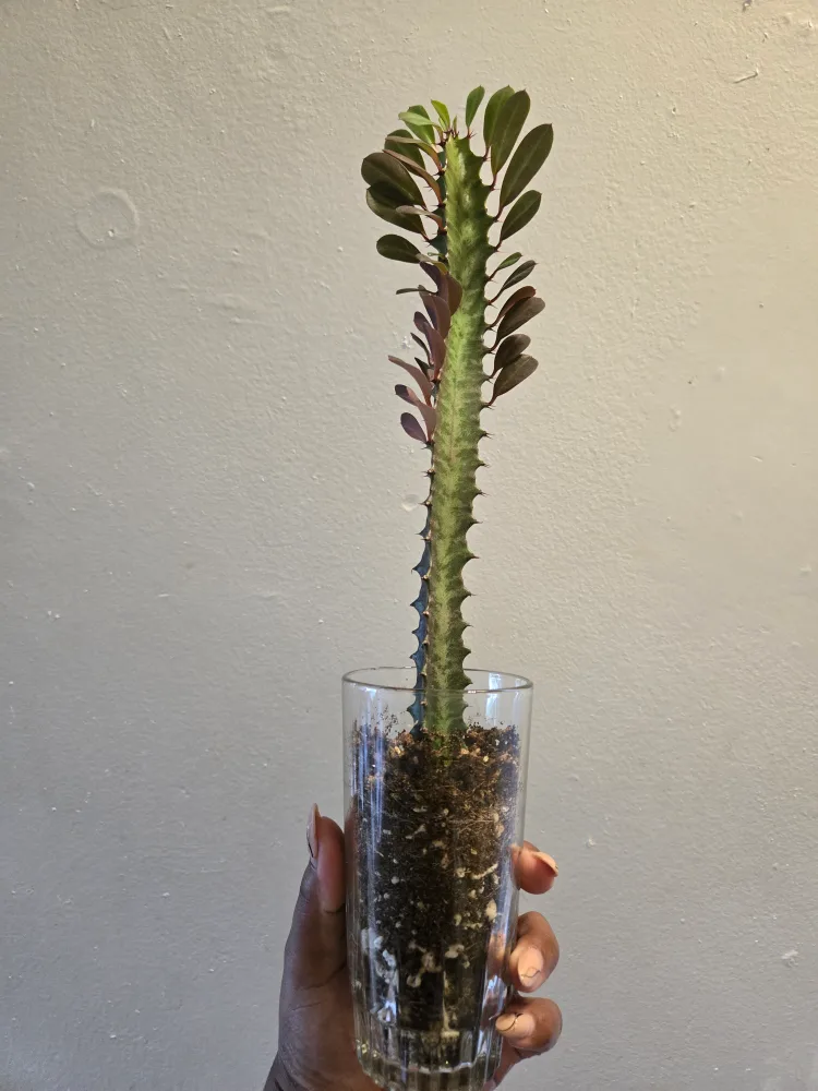 Euphorbia , RED TRIGONA MILK TREE🌴🔺️ image indicator(2)