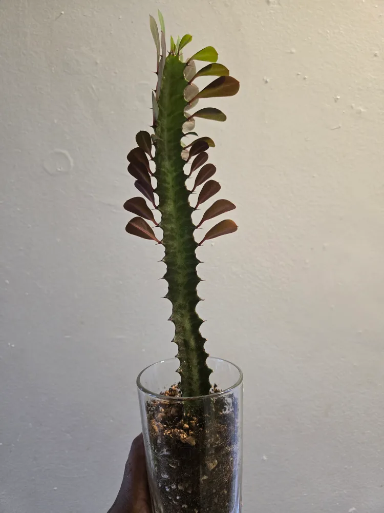 Euphorbia , RED TRIGONA MILK TREE🌴🔺️ image indicator(3)