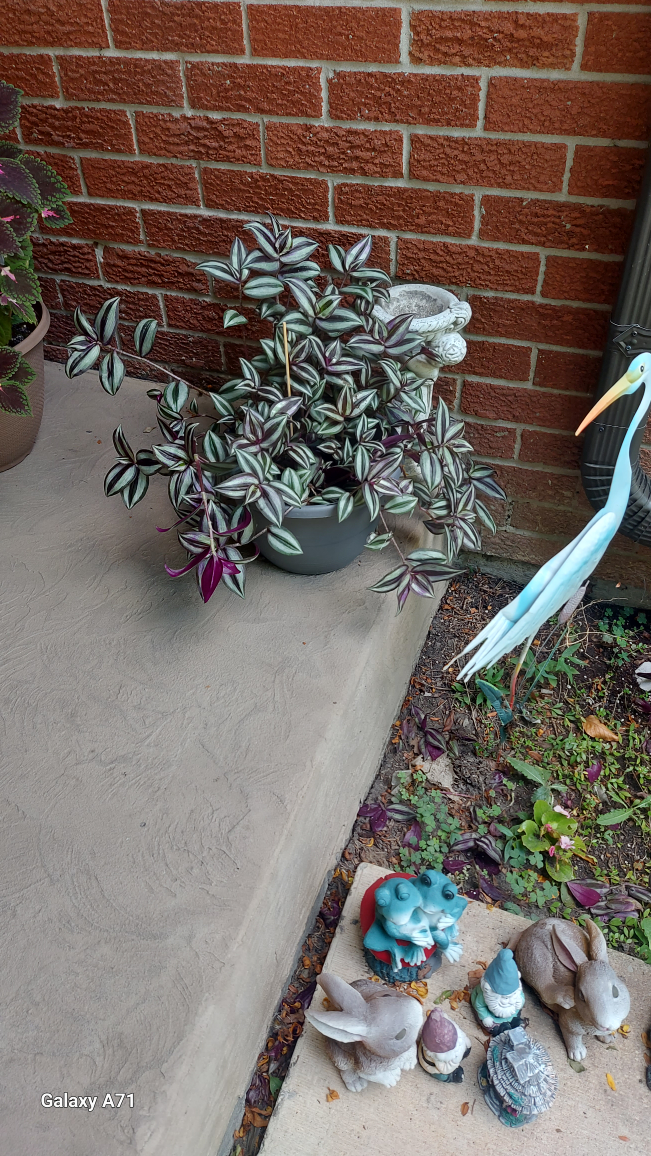 Outdoor and indoor plants . - photo 2