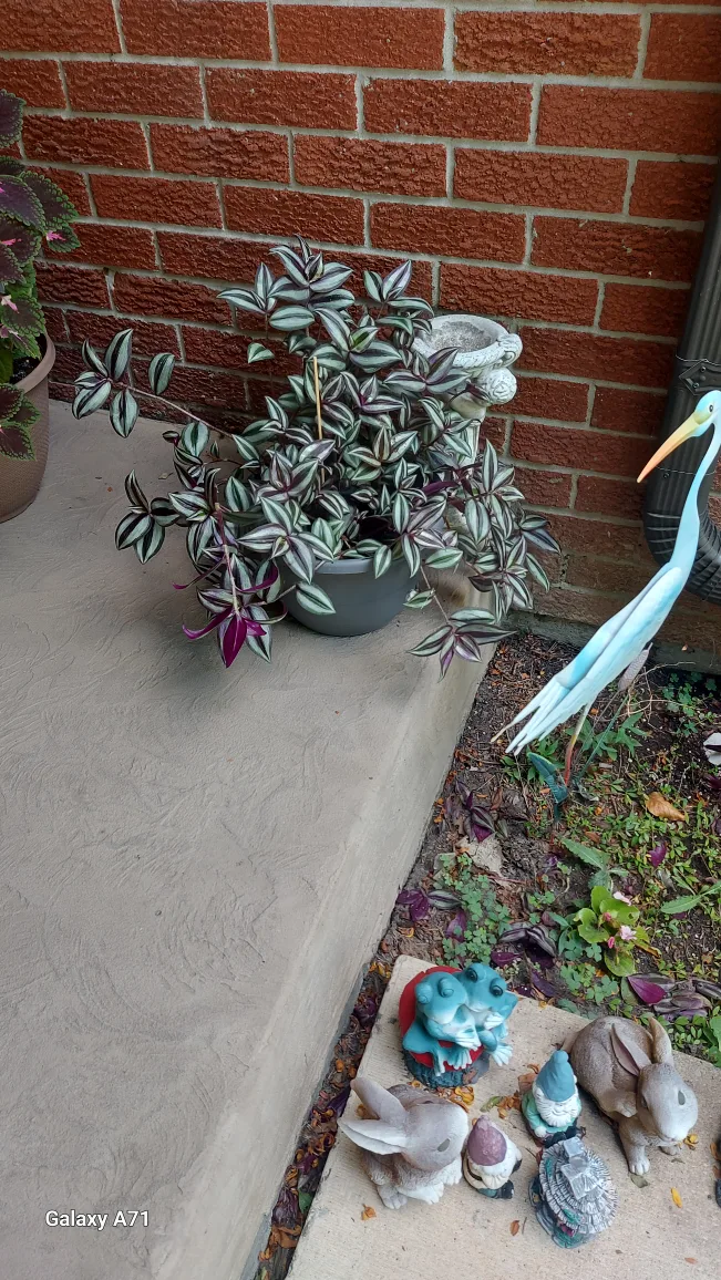 Outdoor and indoor plants . image indicator(2)