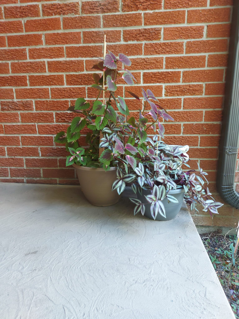 Outdoor and indoor plants . - photo 3