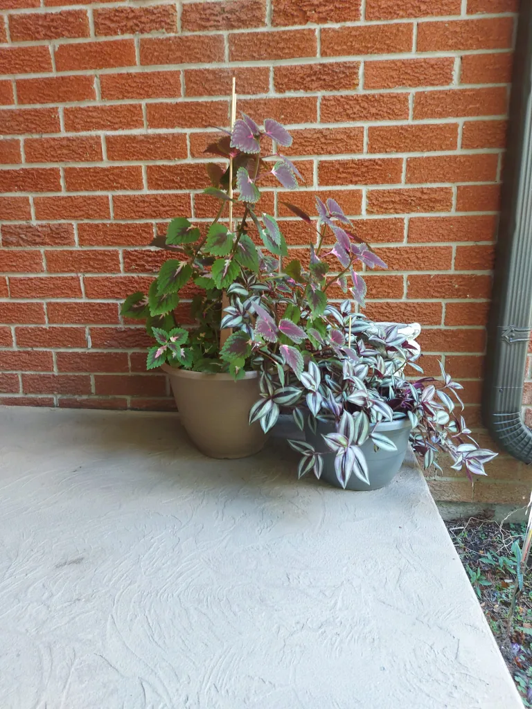 Outdoor and indoor plants . image indicator(3)