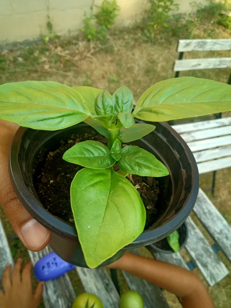 Basil Plants thumbnail