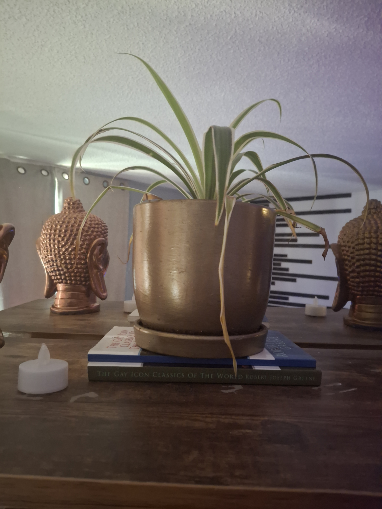 spider plant and pot