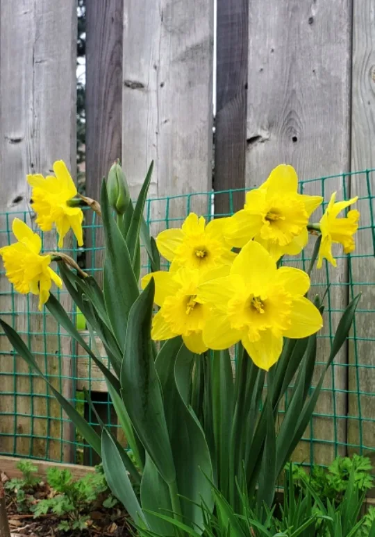 Daffodil Bulbs thumbnail