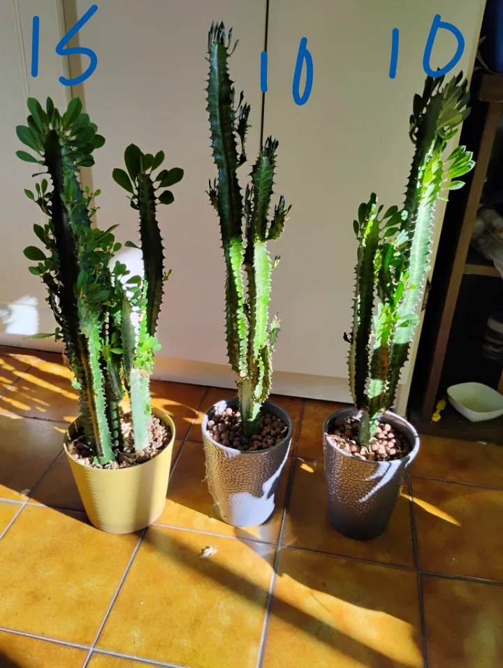 plants thumbnail