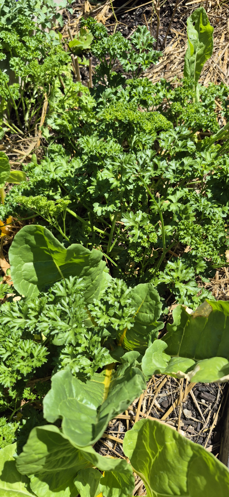 Swiss chard for sale - photo 3