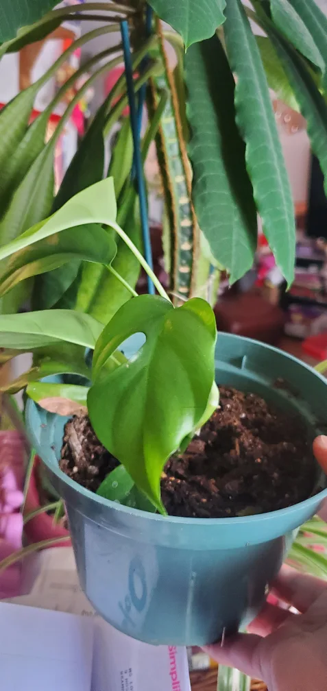 Monstera Adansonii Plant image indicator(2)