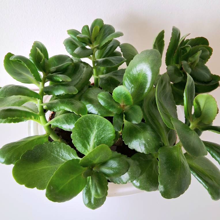 🌱 Kalanchoe 🌻