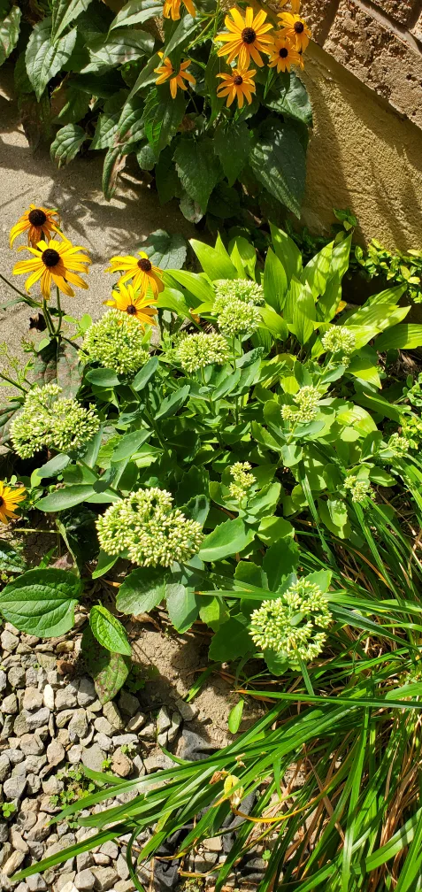 Sedum image indicator(3)