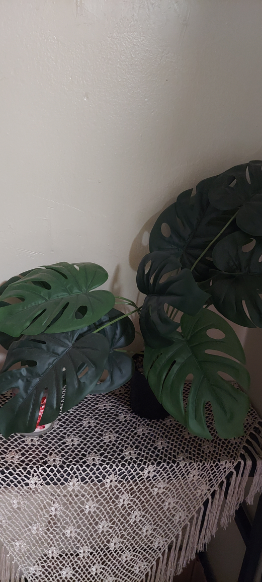 Monstera Plant
