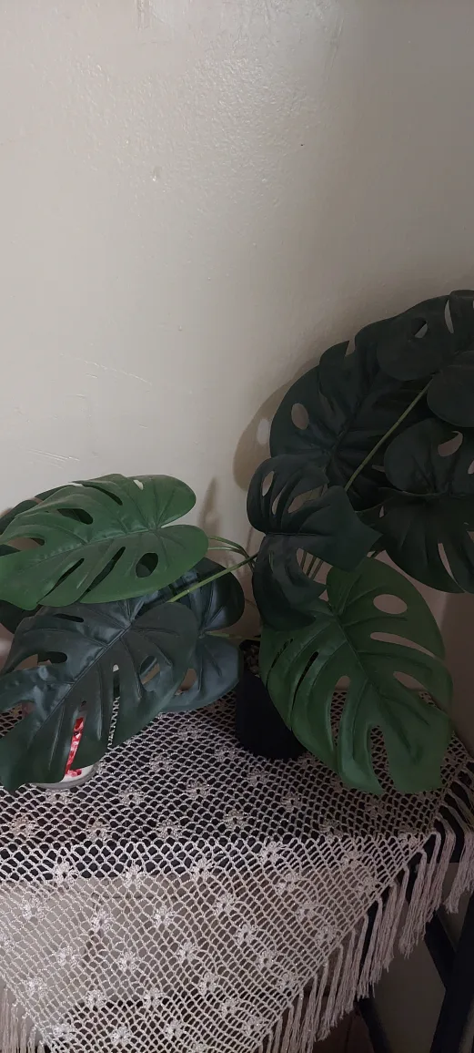 Monstera Plant thumbnail