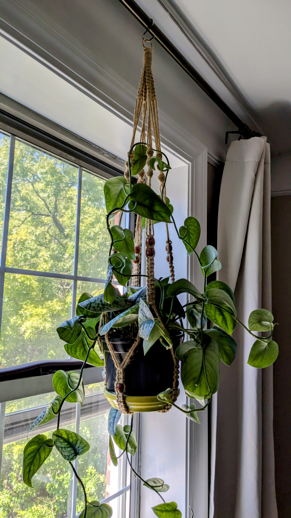 Potted House Plants - pots included