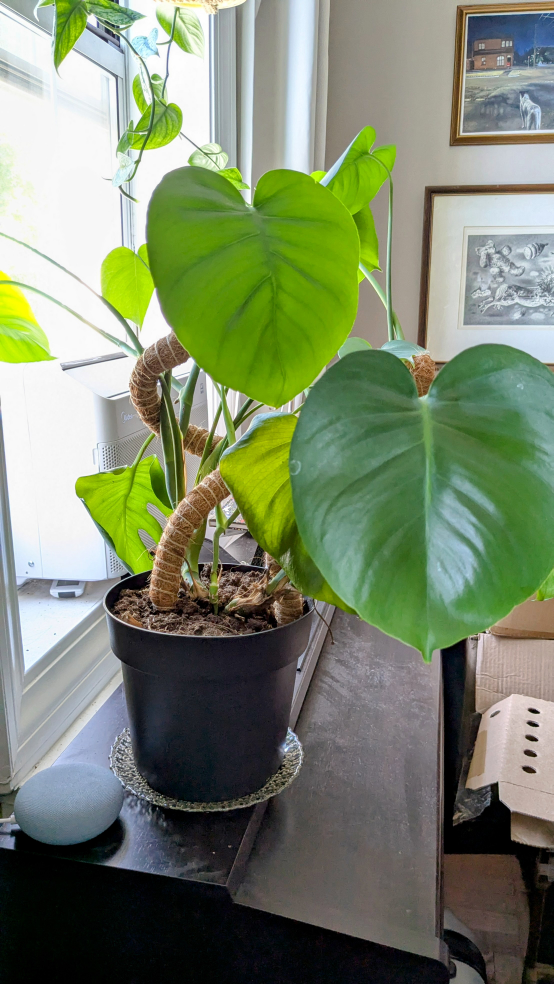 Potted House Plants - pots included - photo 3