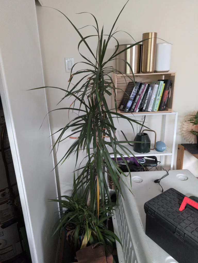 Dracaena Marginata Plant thumbnail