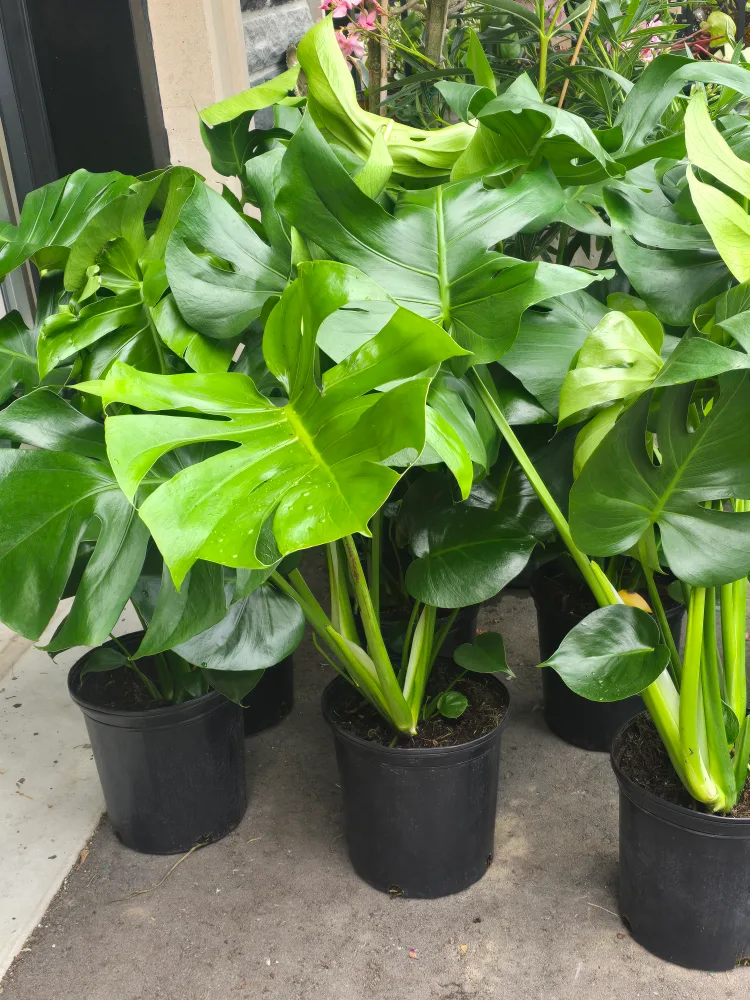 Monstera Deliciosa Plant thumbnail