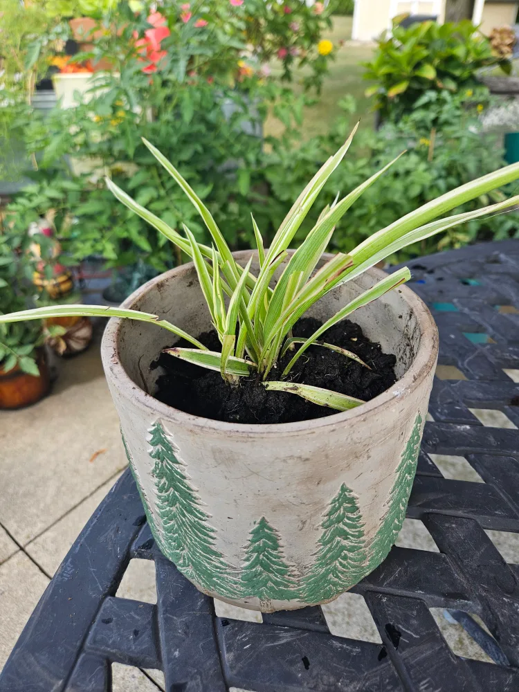 Potted Spider Plant thumbnail