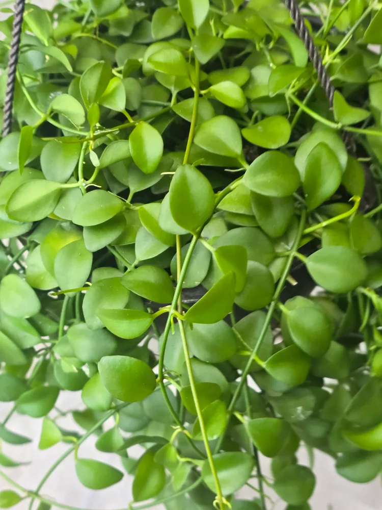 Hanging Dischidia Plant 8"hanging baskets image indicator(9)