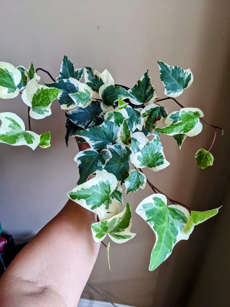 Assorted House/ Indoor Plants thumbnail