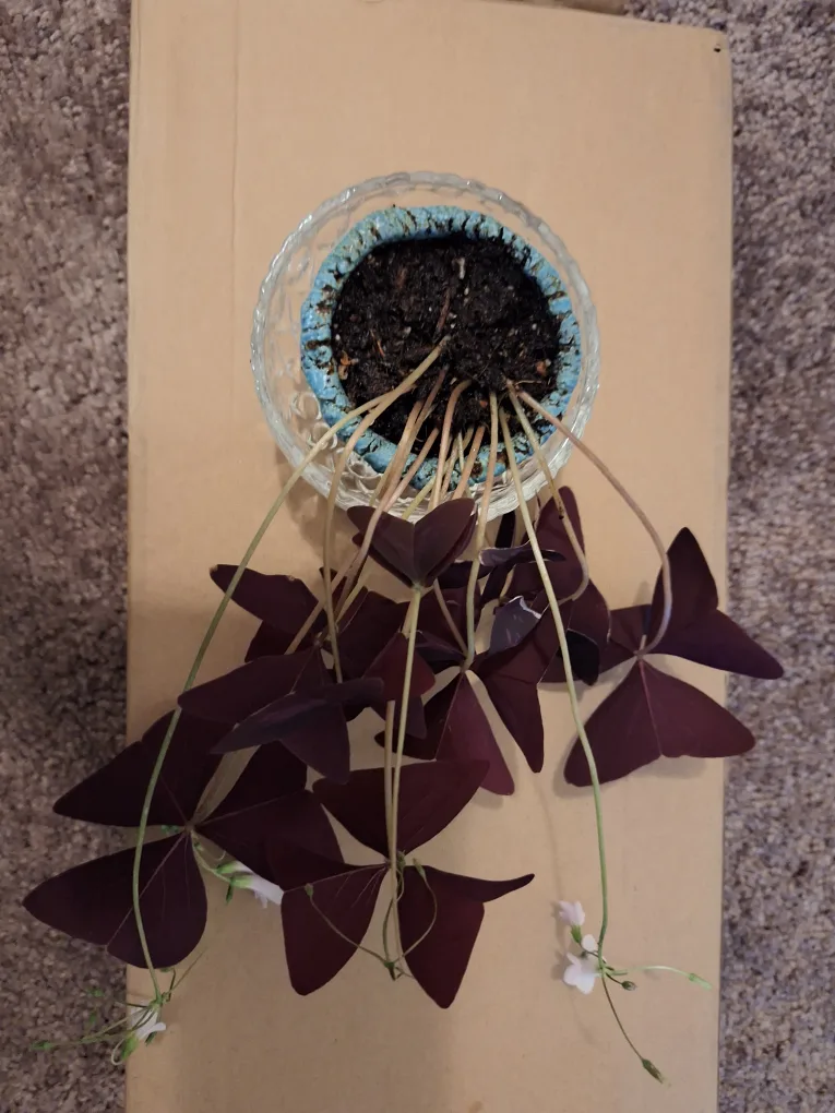Oxalis Triangularis Plant in Glass Pot 🥕 thumbnail