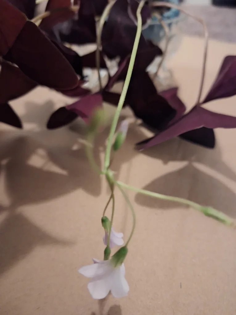 Oxalis Triangularis Plant in Glass Pot 🥕 image indicator(3)