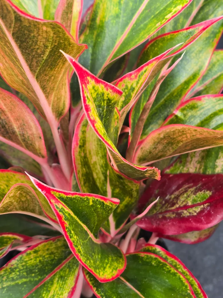 Aglaonema Plant image indicator(2)