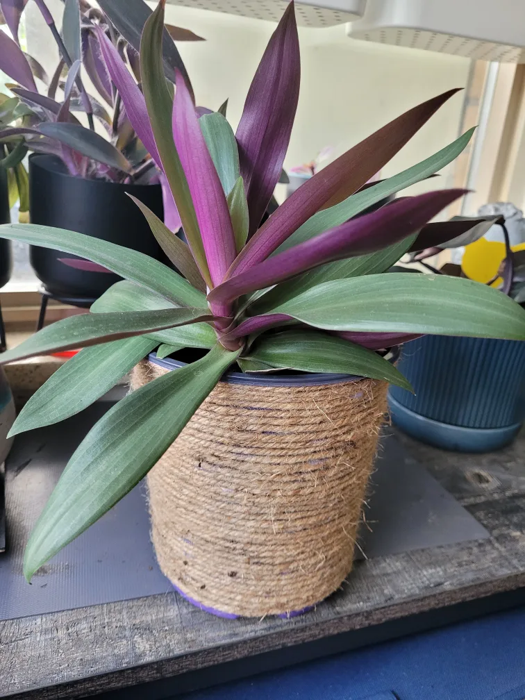 Plant with Jute Pot thumbnail